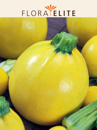 Zucchini 'One Ball F1' (Art.Nr. 21577)