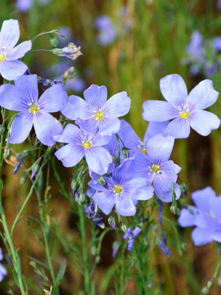 Linum perenne &#039;Nanum Saphir&#039;, Blauer Staudenlein, Gartenlein, Gartenflachs