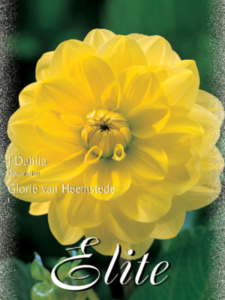 Schmuck-Dahlie &#039;Glorie van Heemstede&#039;, Dahlia (Art.Nr. 520144)