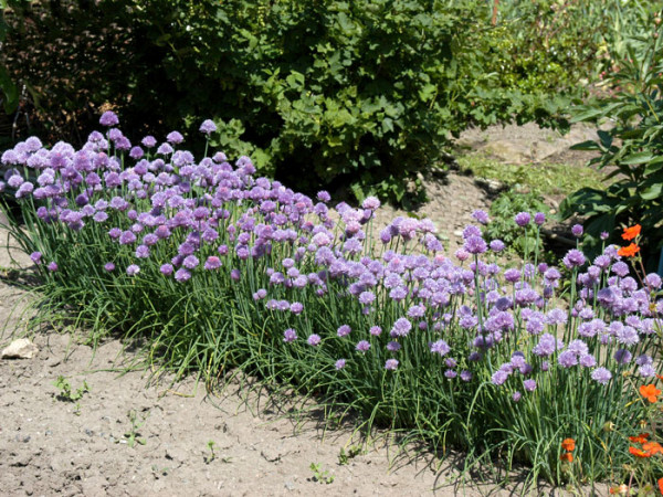 Schnittlauch, Allium schoenoprasum