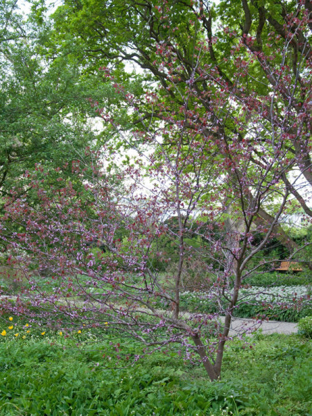 Cercis canadensis &#039;Forest Pansy&#039;, Judasbaum