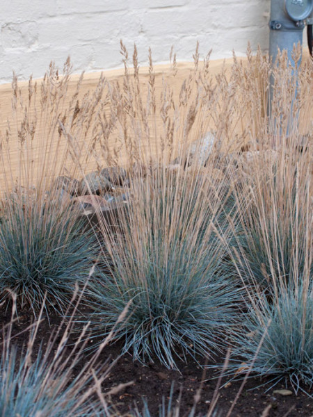 Festuca cinerea &#039;Azurit&#039; (M), Blau-Schwingel