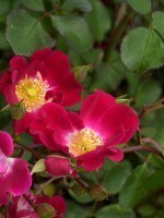 Rose Red Meidiland ® - Meilland