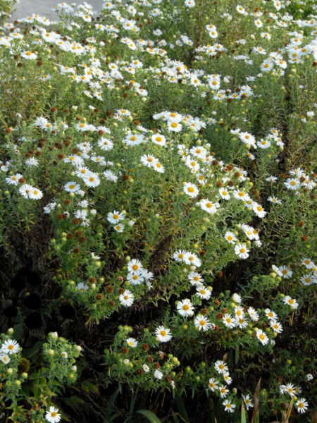 Aster novae-angliae &#039;Herbstschnee&#039;, Raublatt-Aster