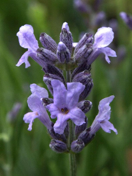 Lavandula angustifolia 'Dwarf Blue'