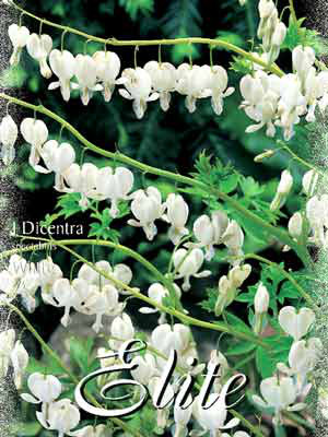 Tränendes Herz &#039;Alba&#039;, Dicentra spectabilis (Art.Nr. 521114)