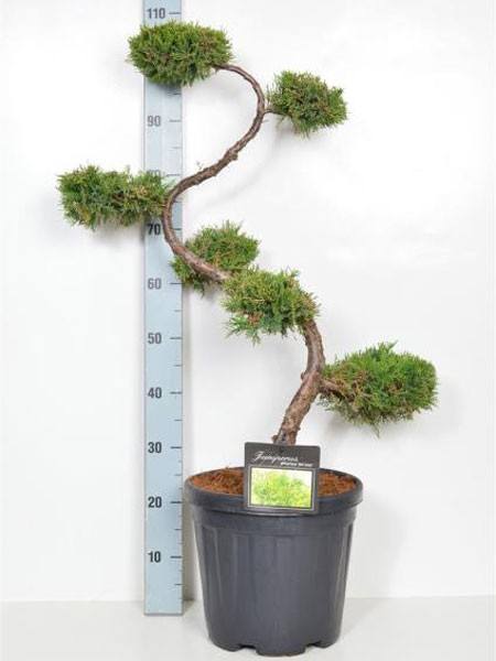 Juniperus chinensis &#039;Old Gold&#039;, XXL-Produkt