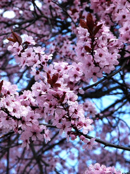 Prunus cerasifera &#039;Nigra&#039;, Blutpflaume