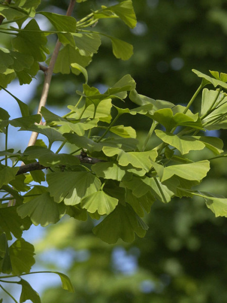 Das Blatt des Ginkgobaums