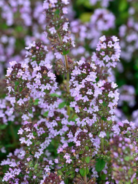 Thymus citriodorus &#039;Silver Queen&#039;, Silberner oder weißbunter Zitronen-Thymian