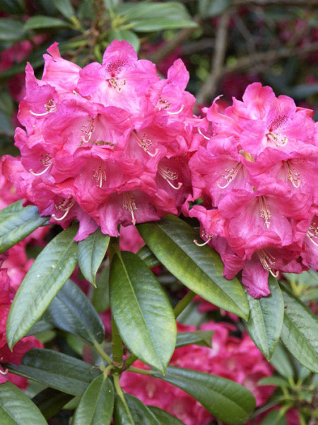 Rhododendron &#039;Berliner Liebe&#039;