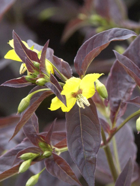 Lysimachia ciliata &#039;Firecracker&#039;, Bronze-Felberich, Gelbweiderich