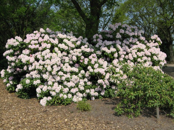 Rhododendron &#039;Progres&#039;