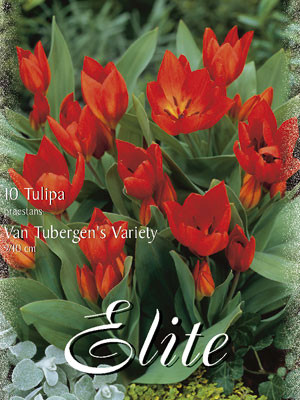 Botanische Tulpe 'Van Tubergen's Variety' (Art.Nr. )
