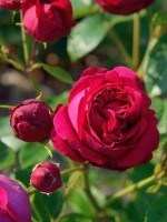 Rose Red Eden Rose ® - Meilland