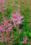 astilbe-cattleya56d6fccc077e5