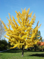 Ginkgo biloba, Fächerblattbaum, Ginkgobaum