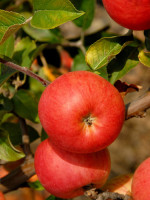 Apfel Berlepsch