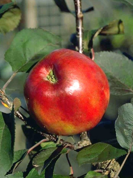 Säulenapfel &#039;Red River&#039; ®