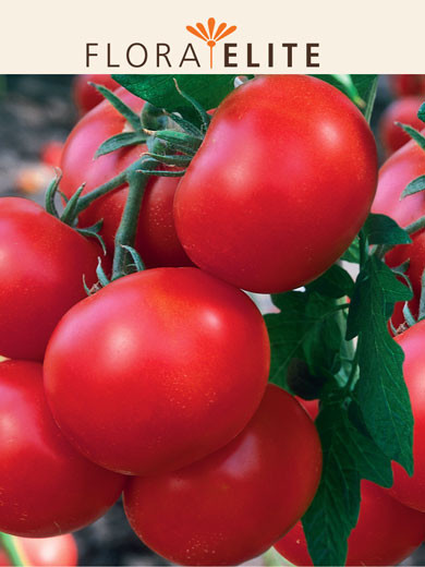 Tomate 'Serrat F1' (Art.Nr. 21561)