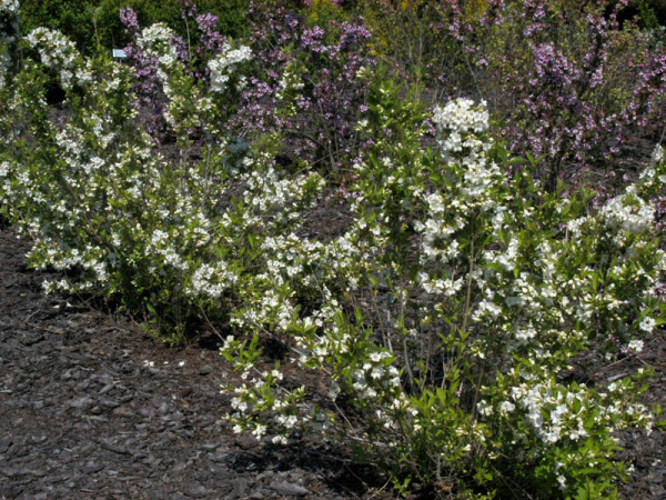 Weigela &#039;Snowflake&#039;, Weigelie