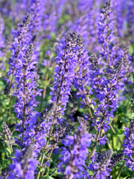 Salvia nemorosa &#039;Viola Klose&#039;, Steppensalbei