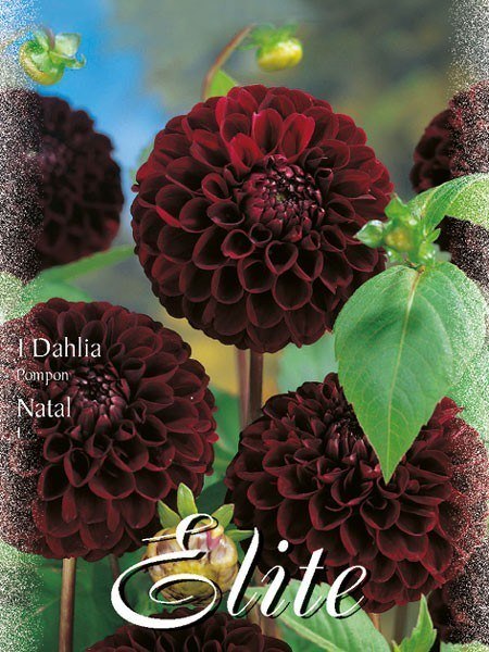 Pompon-Dahlie &#039;Natal&#039;, Dahlia (Art.Nr. 520446)