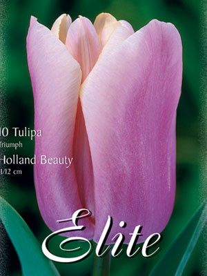 Triumph-Tulpe &#039;Holland Beauty&#039; (Art.Nr. 595218)