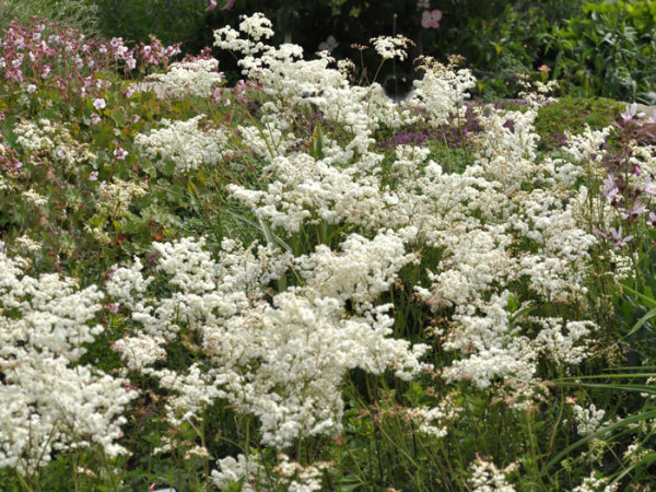 Filipendula vulgaris &#039;Plena&#039;, Knollen-Mädesüß, kleines Mädesüß