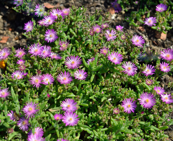 Delosperma Hybride &#039;Jewel of Desert Rosenquartz&#039;, Mittagsblume