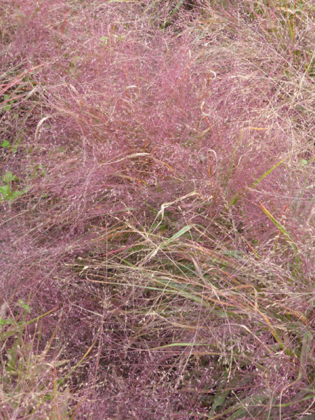 Eragrostis spectabilis &#039;Purpurflirren&#039;, Liebesgras