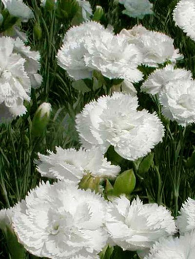 Dianthus plumarius &#039;Haytor White&#039;, weiße Federnelke