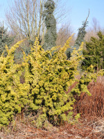 Juniperus chinensis 'Plumosa Aurea', Gelber Moos-Wacholder