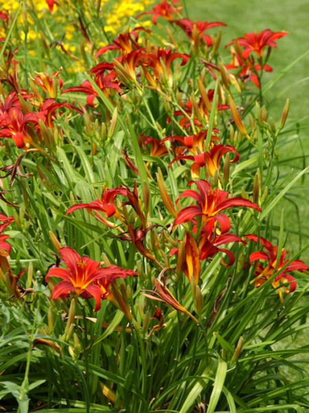 Hemerocallis x cultorum &#039;Crimson Pirate&#039;, Garten-Taglilie