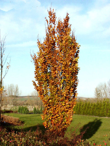 Fagus sylvatica &#039;Dawyck&#039;, Säulenbuche