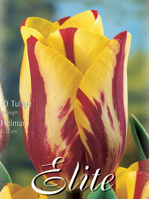 Triumph-Tulpe &#039;Helmar&#039; (Art.Nr. 595214)