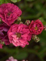 Rose Fairy Dance ® - Harkness