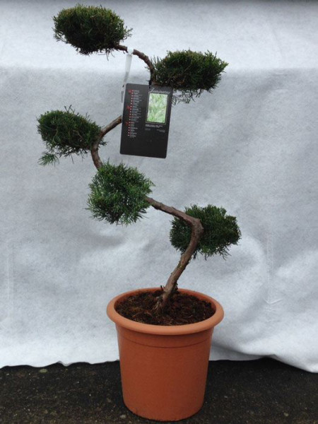 Juniperus virginiana &#039;Grey Owl&#039;, XXL-Produkt