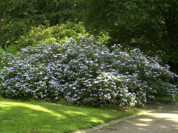 Hortensie Bluebird als Unterpflanzung 