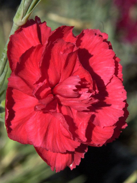 Dianthus plumarius &#039;David&#039;, rote Federnelke