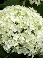 Hydrangea arborescens 'Annabelle', Ball-Hortensie