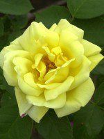 Rose Goldstern ® - Tantau