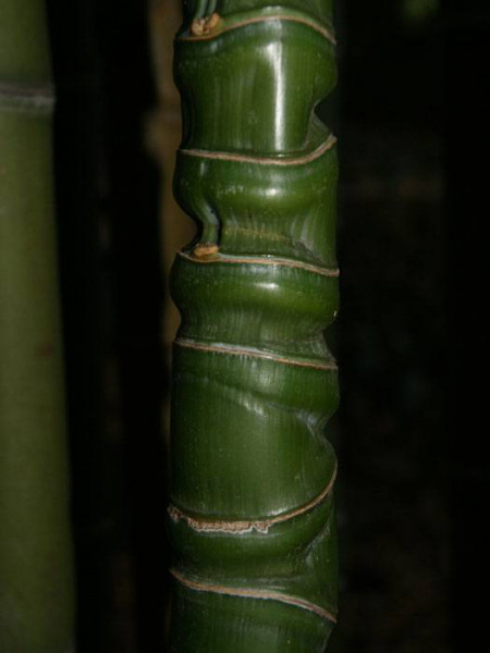 Phyllostachys aurea, Gelber Bambus