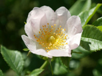 Rosa arvensis, Feldrose, Kriechrose