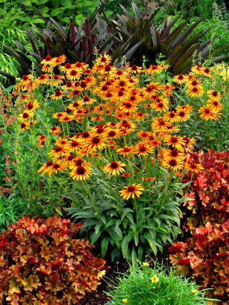 Echinacea purpurea &#039;Flame Thrower&#039; von TerraNova, Scheinsonnenhut