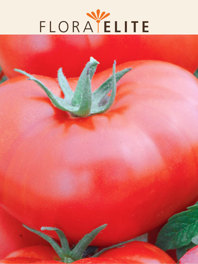 Tomate 'Saint-Pierre' (Art.Nr. 21565)