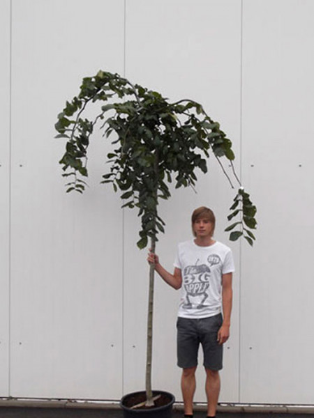 Ulmus glabra &#039;Pendula&#039;, Hängeulme - Hochstamm