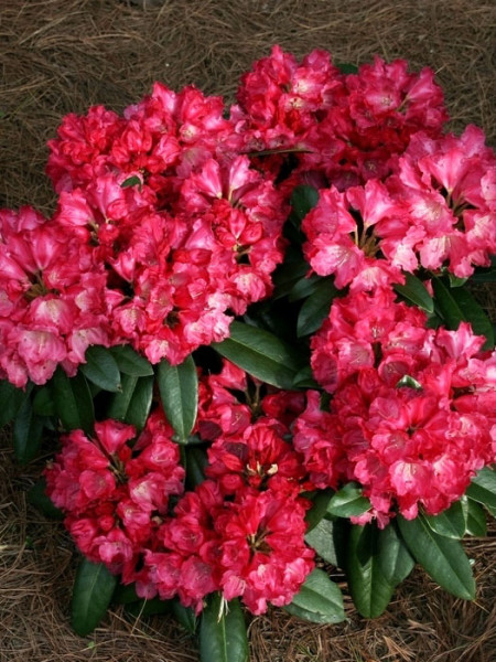 Rhododendron yakushimanum &#039;Morgenrot&#039;