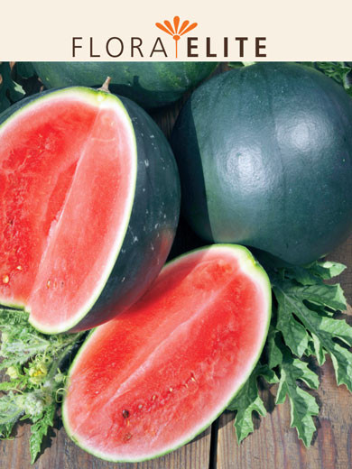 Wassermelone 'Sugar Baby' (Art.Nr. 21275)