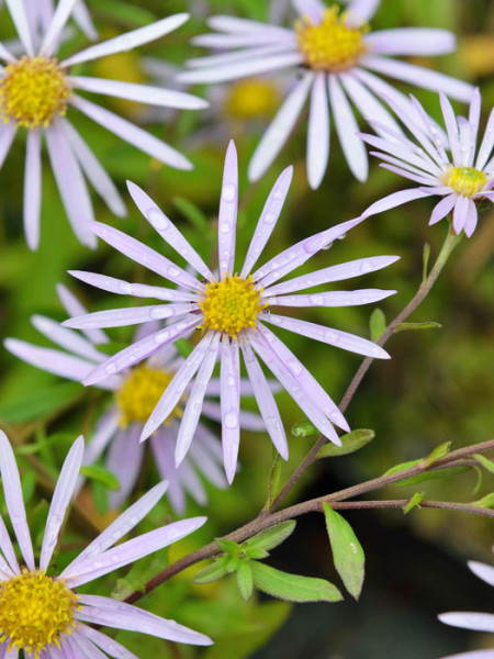 Aster pyrenaeus &#039;Lutetia&#039;, Pyrenäen-Aster, Sommer-Aster